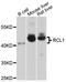 RNA Terminal Phosphate Cyclase Like 1 antibody, A4382, ABclonal Technology, Western Blot image 