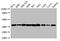 Annexin A2 antibody, A56863-100, Epigentek, Western Blot image 