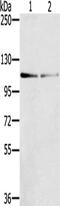 Dual serine/threonine and tyrosine protein kinase antibody, CSB-PA846981, Cusabio, Western Blot image 