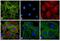 Rat IgG Isotype Control antibody, A18920, Invitrogen Antibodies, Immunofluorescence image 