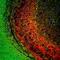 Myelin Basic Protein antibody, M00211-2, Boster Biological Technology, Immunofluorescence image 