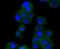 Vav Guanine Nucleotide Exchange Factor 2 antibody, NBP2-67623, Novus Biologicals, Immunocytochemistry image 