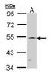 Recombination Signal Binding Protein For Immunoglobulin Kappa J Region antibody, TA308813, Origene, Western Blot image 