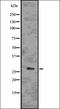 A1 antibody, orb336717, Biorbyt, Western Blot image 