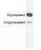 OPN4 antibody, GTX79191, GeneTex, Western Blot image 