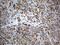 Perilipin 5 antibody, LS-C796023, Lifespan Biosciences, Immunohistochemistry paraffin image 