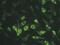 Connexin-45 antibody, NBP2-29754, Novus Biologicals, Immunocytochemistry image 