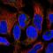 Ring Finger Protein 5 antibody, HPA065032, Atlas Antibodies, Immunocytochemistry image 