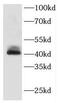 Flotillin 2 antibody, FNab03163, FineTest, Western Blot image 