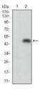 Perilipin 2 antibody, TA336945, Origene, Western Blot image 