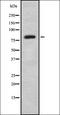 DNA-binding protein SATB1 antibody, orb336926, Biorbyt, Western Blot image 