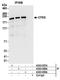 Glutamyl-Prolyl-TRNA Synthetase antibody, A303-957A, Bethyl Labs, Immunoprecipitation image 