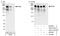 WNK1 antibody, A301-514A, Bethyl Labs, Immunoprecipitation image 