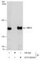 Structural maintenance of chromosomes protein 4 antibody, GTX130649, GeneTex, Immunoprecipitation image 
