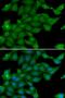 Ras-specific guanine nucleotide-releasing factor 1 antibody, LS-C346159, Lifespan Biosciences, Immunofluorescence image 