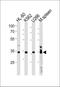 Growth Factor Independent 1B Transcriptional Repressor antibody, PA5-35249, Invitrogen Antibodies, Western Blot image 