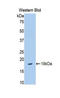 Slit homolog 3 protein antibody, LS-C304752, Lifespan Biosciences, Western Blot image 