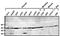 Adrenoceptor Beta 1 antibody, GTX23546, GeneTex, Western Blot image 