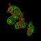 Probable proline dehydrogenase 2 antibody, HPA051287, Atlas Antibodies, Immunofluorescence image 
