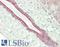 Solute Carrier Family 30 Member 1 antibody, LS-B14285, Lifespan Biosciences, Immunohistochemistry paraffin image 