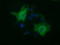 Histone Deacetylase 6 antibody, TA502000, Origene, Immunofluorescence image 