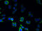 Probable G-protein coupled receptor 146 antibody, A59286-100, Epigentek, Immunofluorescence image 