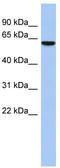 LEM Domain Containing 2 antibody, TA333415, Origene, Western Blot image 