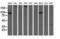 Aldehyde Dehydrogenase 1 Family Member L1 antibody, NBP2-03143, Novus Biologicals, Western Blot image 