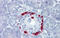 TEA domain family member 4 antibody, ARP38276_P050, Aviva Systems Biology, Immunohistochemistry frozen image 