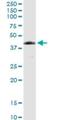 FA Complementation Group L antibody, H00055120-D01P, Novus Biologicals, Western Blot image 
