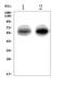 Solute Carrier Family 1 Member 3 antibody, A02133, Boster Biological Technology, Western Blot image 