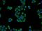 Isthmin 2 antibody, 21540-1-AP, Proteintech Group, Immunofluorescence image 