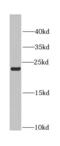 HP1 alpha antibody, FNab01332, FineTest, Western Blot image 