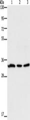 Cell surface A33 antigen antibody, TA349330, Origene, Western Blot image 