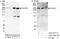 Dedicator of cytokinesis protein 7 antibody, A303-357A, Bethyl Labs, Western Blot image 