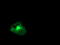 Regulator of G-protein signaling 16 antibody, TA504031, Origene, Immunofluorescence image 