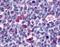 Probable G-protein coupled receptor 146 antibody, orb85537, Biorbyt, Immunohistochemistry paraffin image 