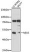 Neuraminidase 3 antibody, 15-229, ProSci, Western Blot image 