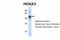 Homeobox protein Hox-A3 antibody, 28-420, ProSci, Western Blot image 