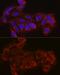 Eukaryotic Translation Initiation Factor 4E Family Member 2 antibody, GTX64395, GeneTex, Immunocytochemistry image 