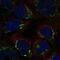 WC1 antibody, NBP2-58923, Novus Biologicals, Immunofluorescence image 