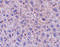 Fem-1 Homolog B antibody, 2279, ProSci, Immunohistochemistry paraffin image 