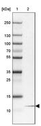 NOP10 Ribonucleoprotein antibody, PA5-63684, Invitrogen Antibodies, Western Blot image 