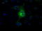 Fc-gamma-RIIa antibody, TA500651, Origene, Immunofluorescence image 