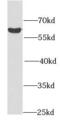 SGK antibody, FNab07806, FineTest, Western Blot image 