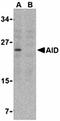 Activation Induced Cytidine Deaminase antibody, orb74490, Biorbyt, Western Blot image 