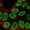 Heterogeneous nuclear ribonucleoprotein A3 antibody, PA5-66840, Invitrogen Antibodies, Immunofluorescence image 