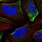 Diacylglycerol Kinase Gamma antibody, HPA036577, Atlas Antibodies, Immunofluorescence image 