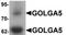 Golgin A5 antibody, TA319802, Origene, Western Blot image 