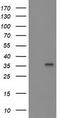 Heme Oxygenase 2 antibody, TA503818, Origene, Western Blot image 